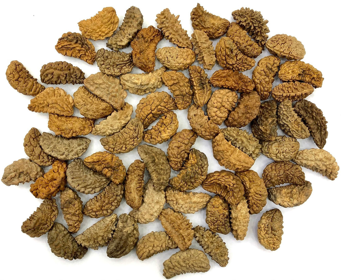 My7Chakras 1 Mukhi Rudraksha Nepali